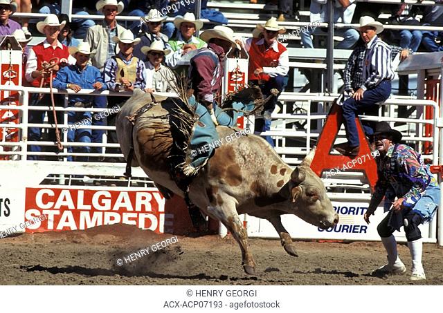 Bull rider at Calgary Stampede, Calgary, Alberta, Canada