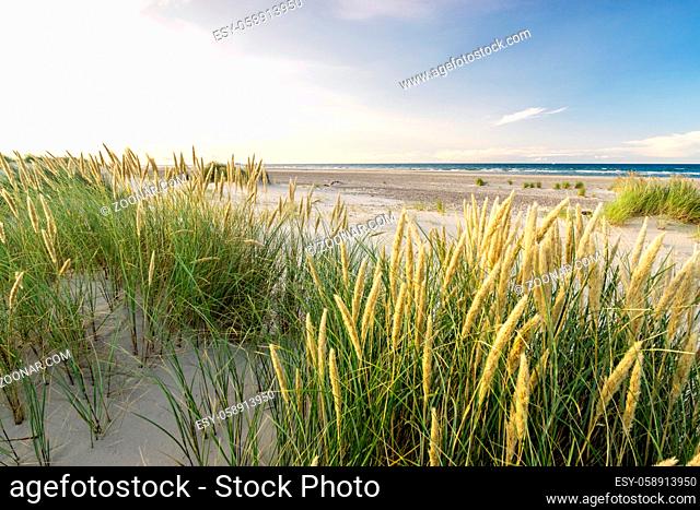 Beach with sand dunes and marram grass in soft evening sunset light. Baltic Sea