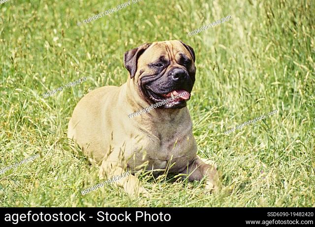 A bull mastiff dog in grass