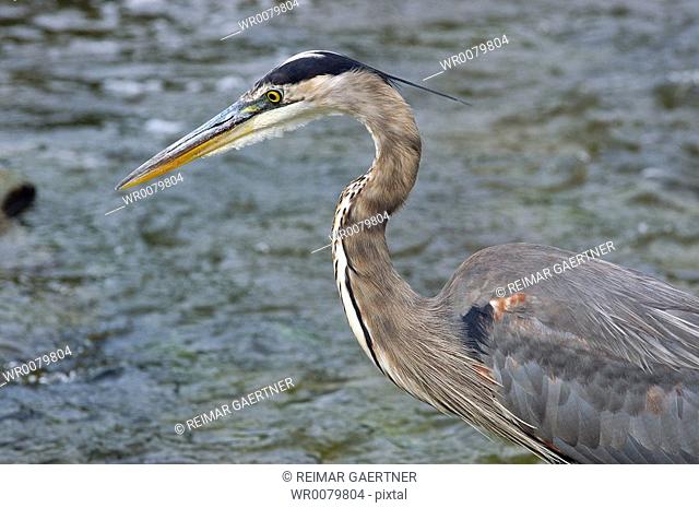 Close up of blue heron hunting fish in a river