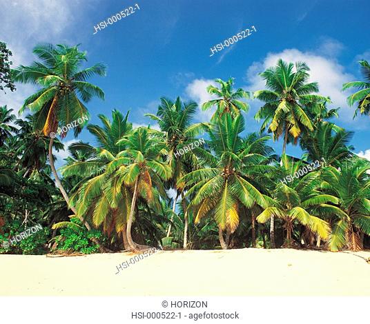 Palm trees at beach in Mahe, Seychelles