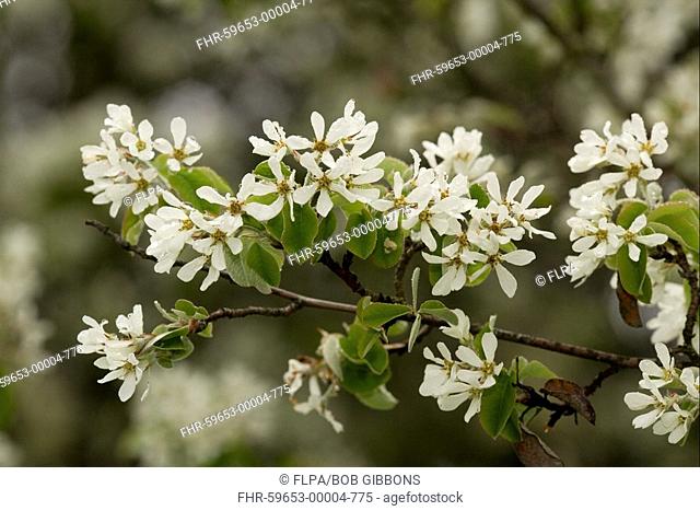 Snowy Mespilus Amelanchier ovalis close-up of flowers, Southern France