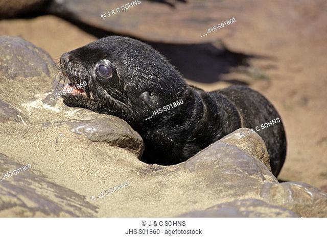 Cape Fur Seal, Arctocephalus pusillus, Cape Cross, Namibia , Africa, young pup calling