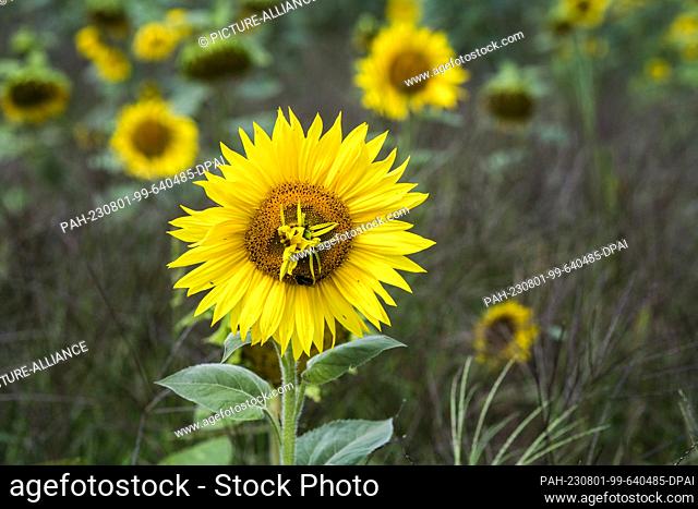 30 July 2023, Brandenburg, Werder (Havel): A sunflower with another flower growing from the fruiting head can be seen in a field