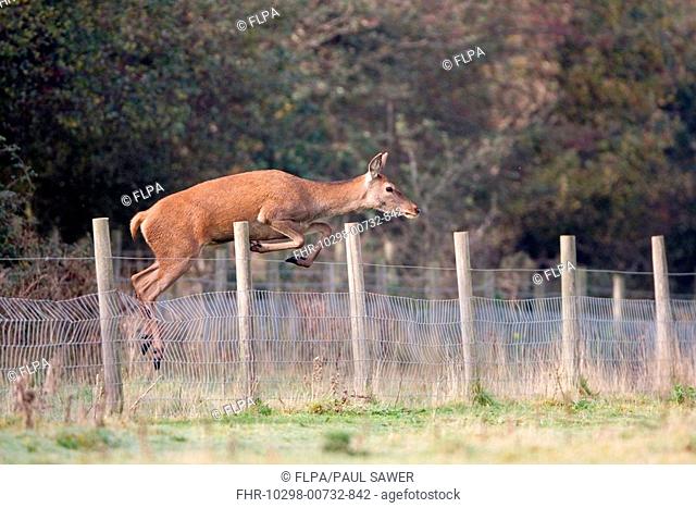 Red Deer Cervus elaphus hind, jumping wire fence, Minsmere RSPB Reserve, Suffolk, England, october