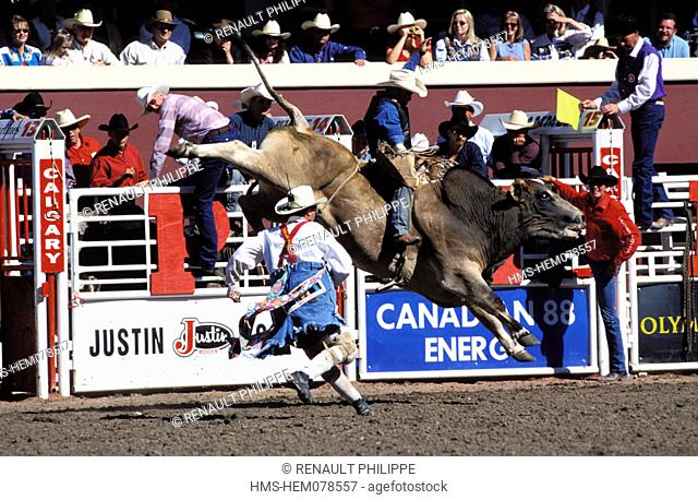 Canada, Alberta, Stampede of Calgary in July, rodeo with a bull