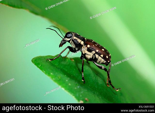 Beetles, the curculionidae are the family of the true weevils (snout beetles), bark beetles, asia