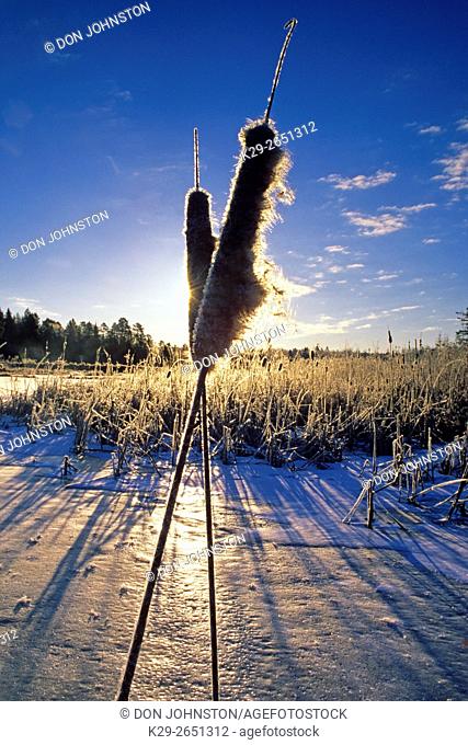 Frosted cattails casting morning shadows on frozen beaver pond, Greater Sudbury, Ontario, Canada