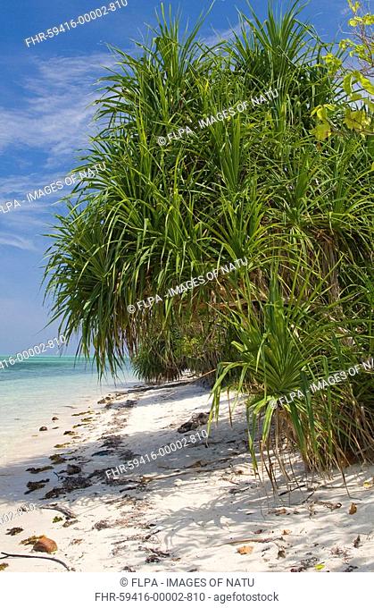 Fragrant Screwpine Pandanus odoratissimus habit, growing on sandy beach, Honda Bay Island, Palawan, Philippines, march