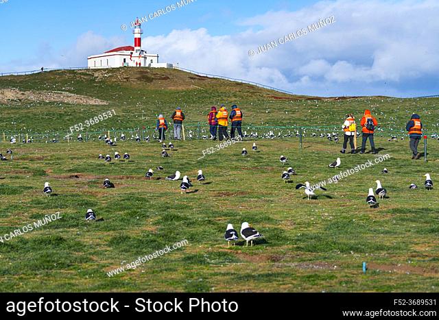 Kelp gull, Larus dominicanus, Lighthouse, Los Pingüinos National Monument, Magdalena Island, Strait of Magellan, Magallanes and Chilean Antarctica Region