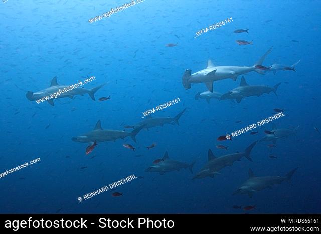 Scalloped Hammerhead Sharks, Sphyrna lewini, Wolf Island, Galapagos, Ecuador