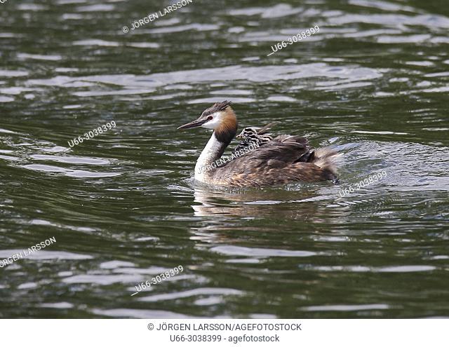 Great Crested Grebe (Podiceps cristatus) with chicks, Vastervik, Smaland, Sweden