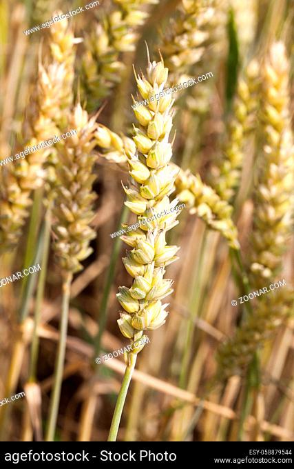 prickly wheat spikelets of green color, photo of a ripening new crop closeup
