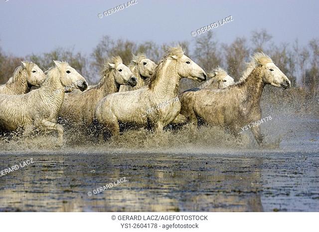 Camargue Horse, Herd Trotting through Swamp, Saintes Maries de la Mer in the South East of France