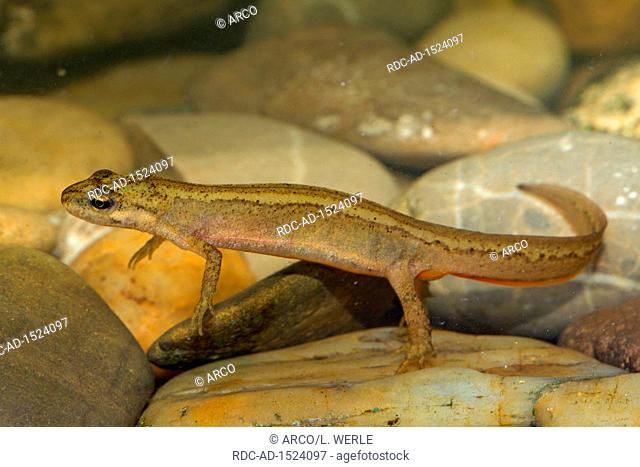 smooth newt, female, Ichthyosaura alpestris