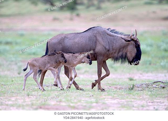 Blue wildebeest (Connochaetes taurinus) - Mother and calf, Kgalagadi Transfrontier Park, Kalahari desert, South Africa/Botswana