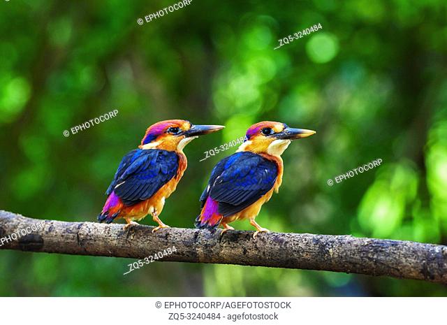 Two young Oriental dwarf kingfisher, Chiplun, Maharashtra, India