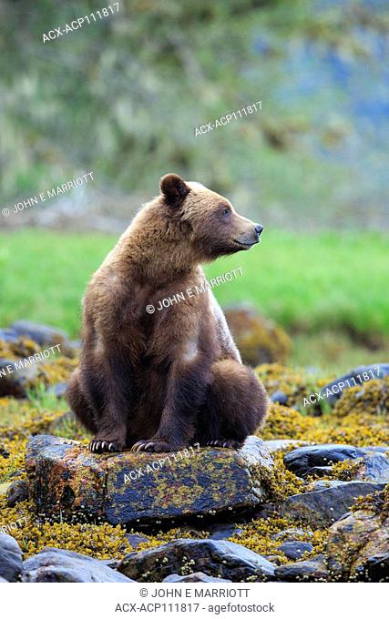 Grizzly bear, Khutzeymateen Grizzly Bear Sanctuary in British Columbia, Canada