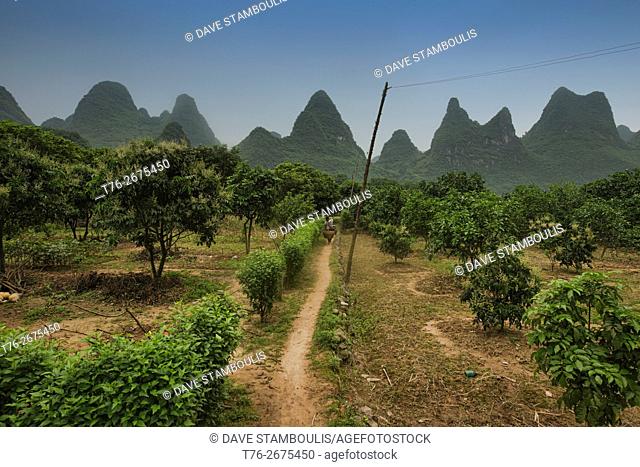 Orange groves along the famous Li River hike near Xingping, Guangxi Autonomous Region, China