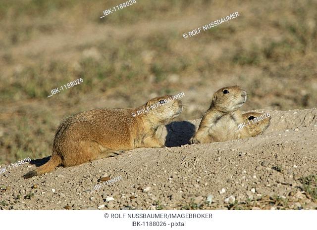 Black-tailed Prairie Dog (Cynomys ludovicianus), adults at entrance to burrow, Lubbock, Texas Panhandle, USA