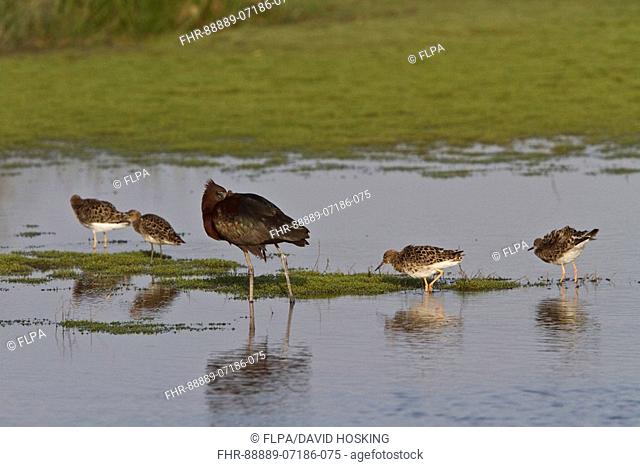 flock of ruff with resting Glossy Ibis