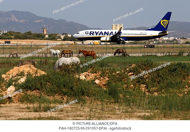 25 July 2018, Mallorca, Spain: An airplane of the airline Ryanair lands at the airport Palma de Mallorca, while horses stand in the foreground on a meadow