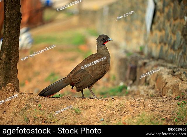 Rufous-vented chachalaca (Ortalis ruficauda), Red-tailed guan, Red-tailed guan, Chicken birds, Animals, Birds, Rufous-vented Chachalaca adult