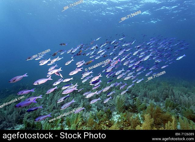 Shoal of Barracuda Waitin Boy (Clepticus parrae) swimming over coral reef densely covered with soft corals, Caribbean Sea near Maria la Gorda