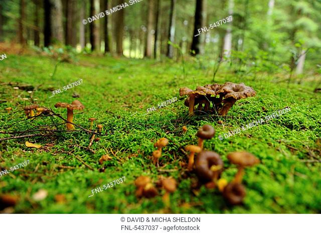 Mushroom, Craterellus tubaeformis, Bavaria, Germany, Europe