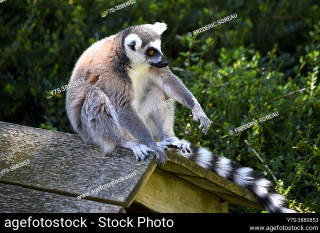 Ring tailed lemurs, also khnown as Maki in the Beauval zoo, Saint Aignan, France