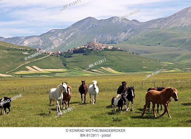 Horses near Castelluccio village, Monti Sibillini National Park, Umbria, Italy, Europe