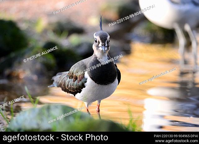 28 January 2022, Schleswig-Holstein, Bimöhlen: A lapwing (Vanellus vanellus) stands in a pond in its aviary at Eekholt Wildlife Park