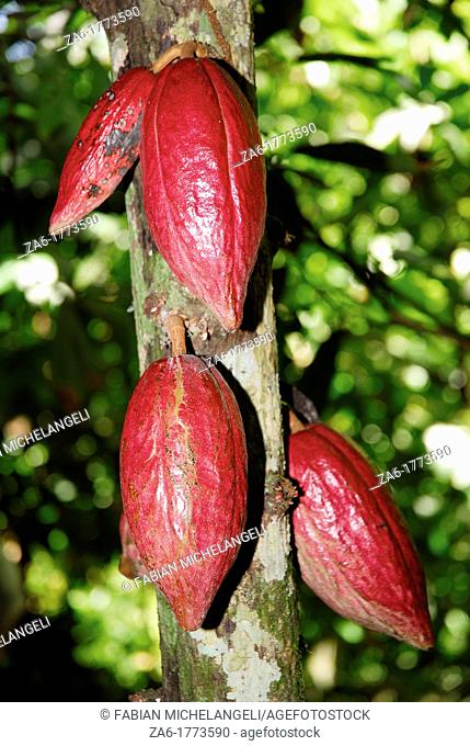 Cacao fruit pod on tree in plantation in the eastern coast of Venezuela, probably the best cacao in the world