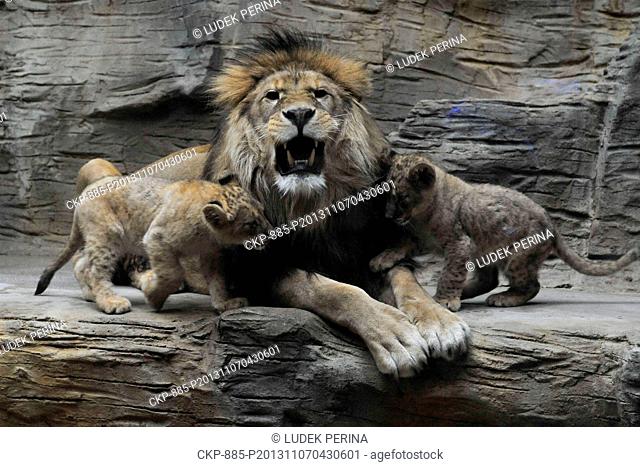 Cubs of Barbary lion Basty (left) and Terry (right) were introduced in an outdoor enclosure in zoo in Olomouc, Czech Republic, November 7, 2013