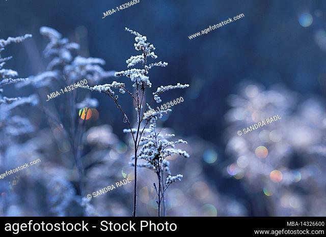 Seed heads of Canadian goldenrod (Solidago canadensis) covered with hoarfrost glisten in the morning light, Wasgau, Pfälzerwald Nature Park