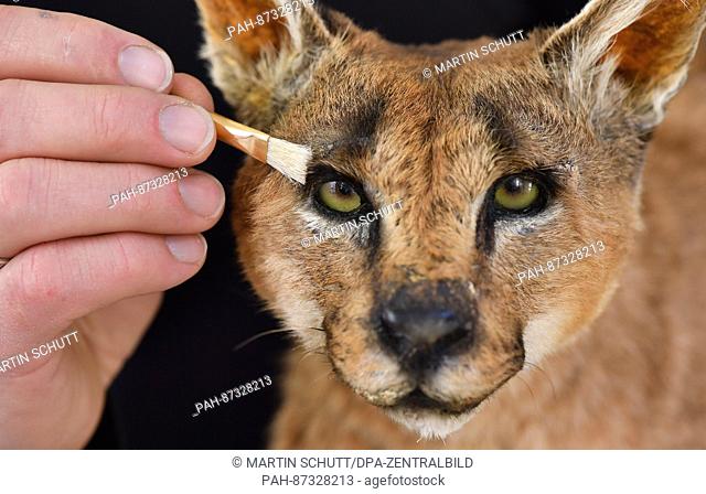 Preparator Ralf Nowak works on a desert lynx in his workshop at the Museum of Natural Science in Erfurt, Germany, 19 January 2017