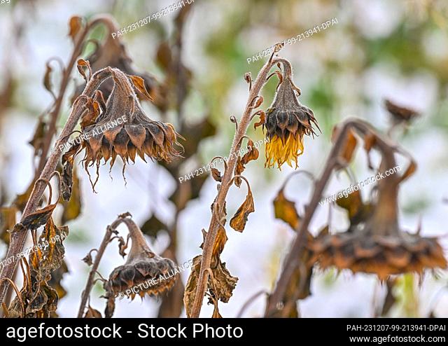 07 December 2023, Brandenburg, Heinersdorf: Sunflowers have long since withered in a field. People in Berlin and Brandenburg still have to brace themselves for...