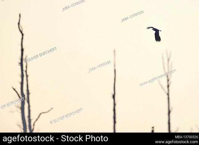Lapwing, Vanellus vanellus, in flight