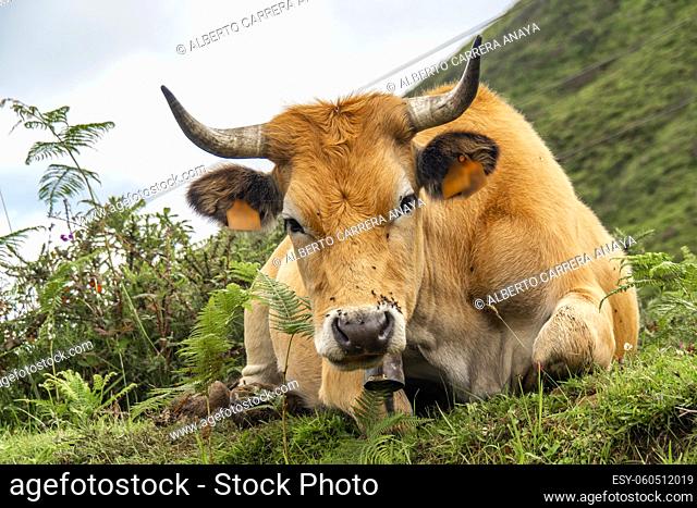 Casina Cow, Protected Landscape of Sierra de Cuera, Asturias, Spain, Europe