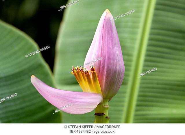 Flower of a Banana (Musa paradisiaca), La Reunion island, Indian Ocean