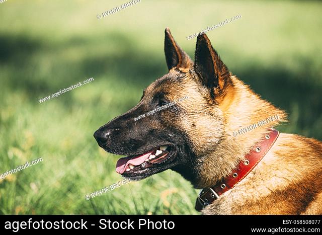 Malinois Dog Close Up Portrait. Well-raised And Trained Belgian Malinois Are Usually Active, Intelligent, Friendly, Protective, Alert And Hard-working