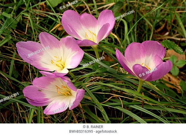 Meadow saffron, Naked lady, Autumn crocus (Colchicum autumnale), blooming in a meadow, Germany, 1