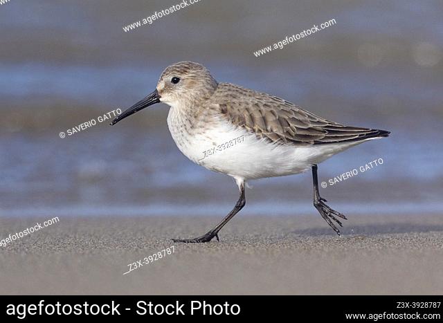 Dunlin (Calidris alpina), side view of an individual in winter plumage running on the shore, Campania, Italy