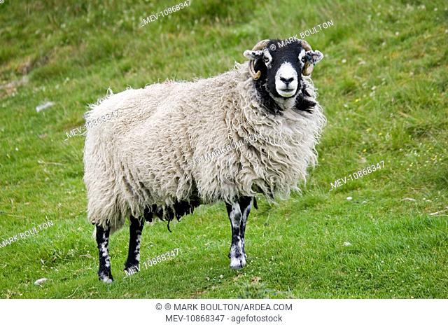 Scottish black-faced sheep - ewe . North Yorkshire Moors UK