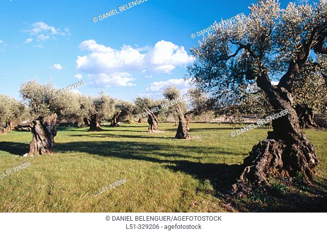 Olive trees (Olea europaea). El Maestrazgo. Castellon Province. Comunidad Valenciana. Spain