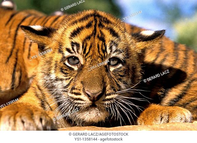 SUMATRAN TIGER panthera tigris sumatrae, PORTRAIT OF CUB
