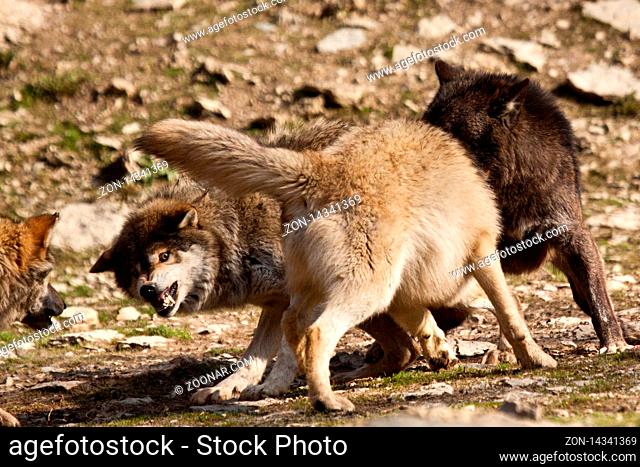Timberwolf oder Amerikanischer Grauwolf (Canis lupus lycaon) beim Kämpfen