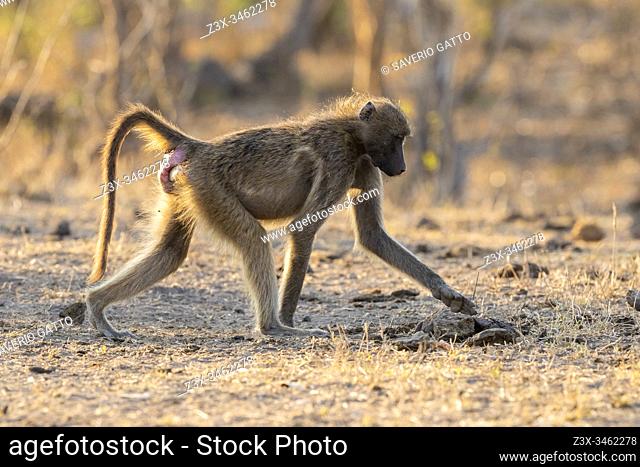 Cape Baboon (Papio ursinus), side view of an adult female walking, Mpumalanga, South Africa