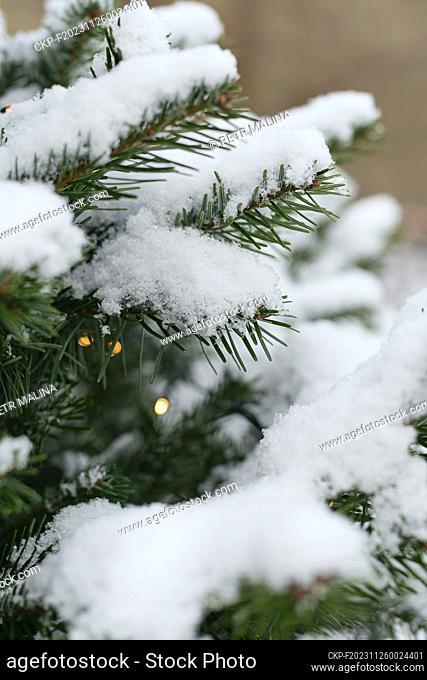 Snow-covered coniferous tree - illustrative photo. (CTK Photo/Petr Malina)