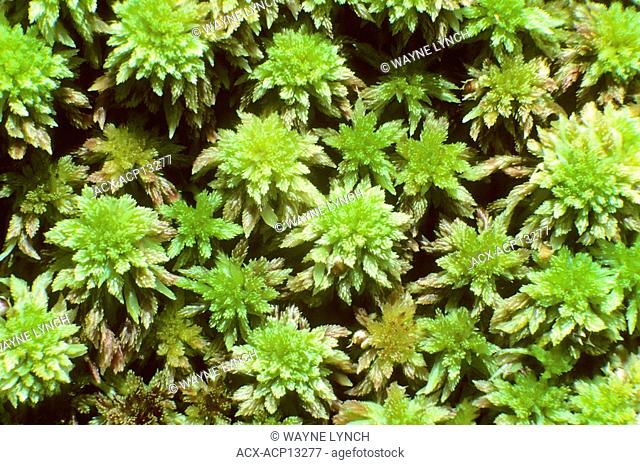 Sphagnum moss, boreal forest, northern Alberta, Canada